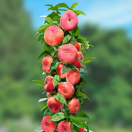 Купить саженцы колоновидного персика в Крыму