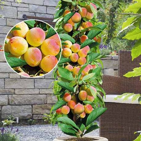 Купить саженцы колоновидных абрикосов в Крыму