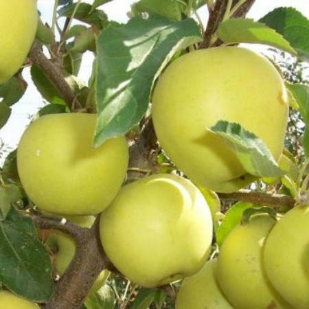 Саженцы яблони сорта Голден Делишес 