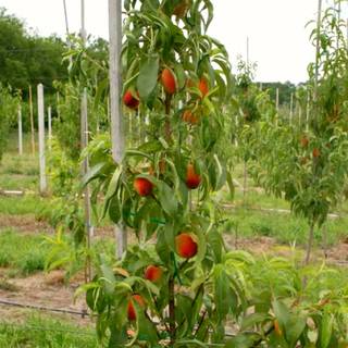 Саженцы из питомника - Колоновидный персик Сувенир (Аристо Сад)