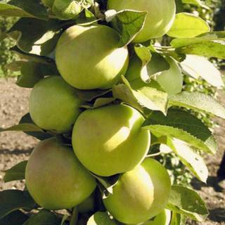 Саженцы из питомника - Колоновидная яблоня Малюха (Аристо Сад)