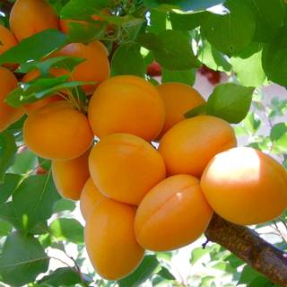 Саженцы из питомника - Колоновидный абрикос 