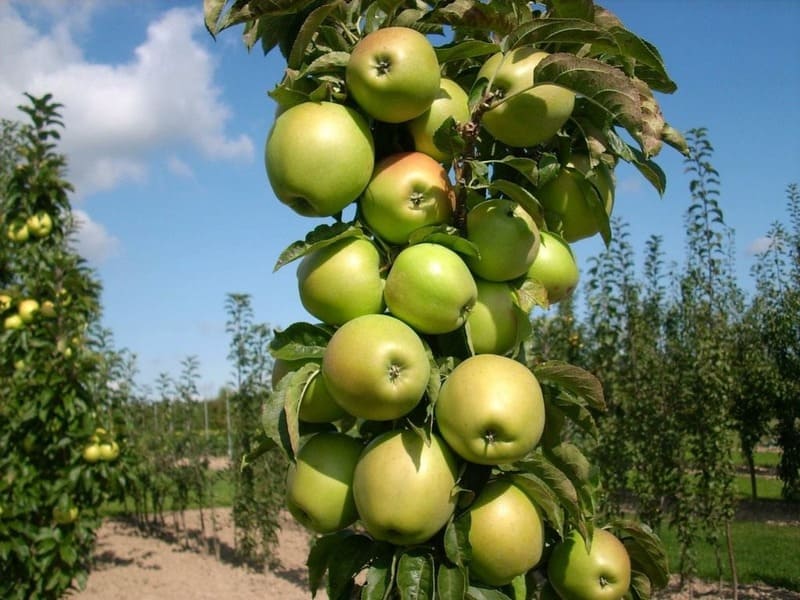 саженцы колоновидной яблони от питомника
