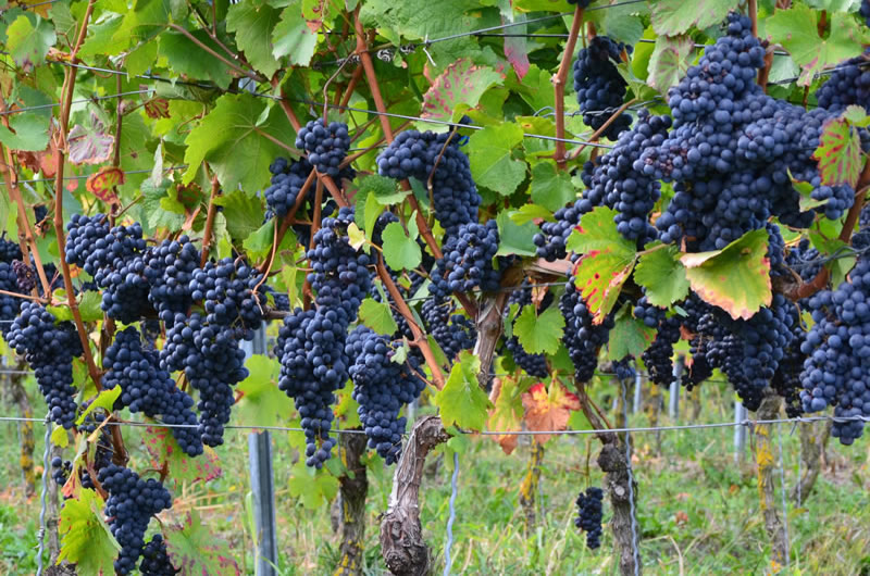 Плоды саженцев технических сортов винограда - Ливадийский черный