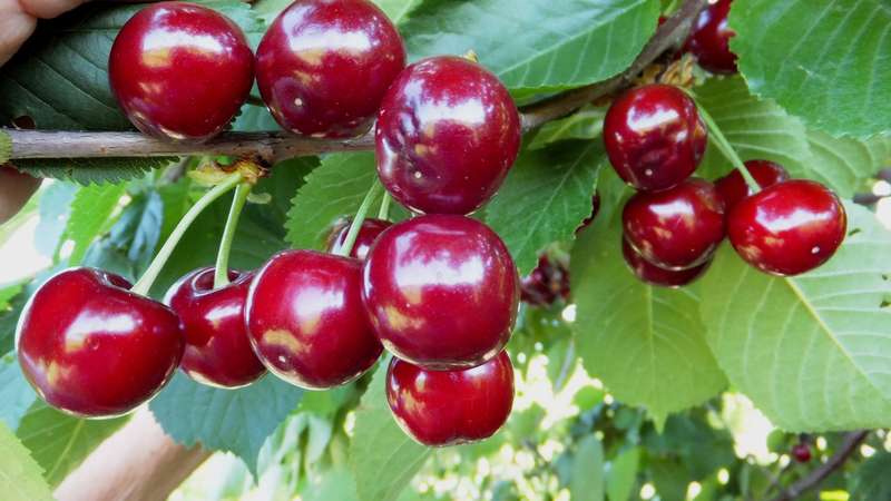Плоды вишни, выращенной из саженца питомника «Аристо Сад»
