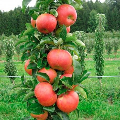 Купить саженцы колоновидной яблони в Крыму