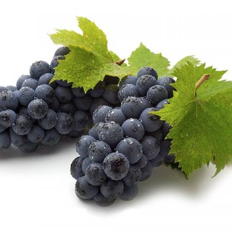Купить саженцы винограда в Крыму 