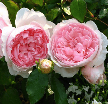 Купить саженцы английских роз в Крыму
