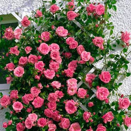 Купить саженцы плетистых роз в Крыму