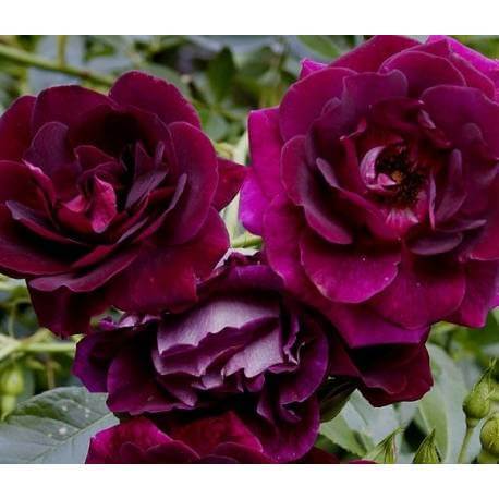 Купить саженцы парковых роз и флорибунда роз в Крыму