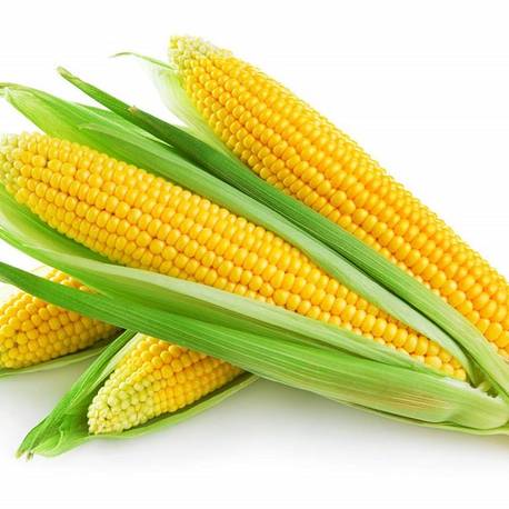 Купить семена кукурузы в Крыму