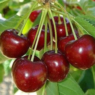 Купить саженцы Черешни в Крыму – питомник плодовых деревьев «Аристо Сад»