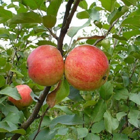 саженцы яблони от Аристо сад