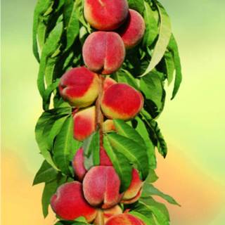 Купить саженцы колоновидного Персика в Крыму в питомнике «Аристо Сад»
