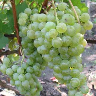 Купить саженцы технических сортов винограда в Крыму - питомник «Аристо Сад»
