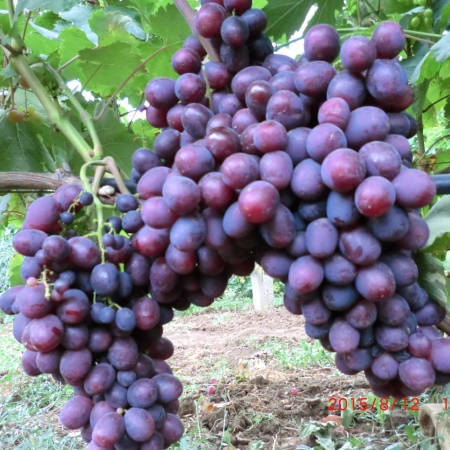 Cаженцы ранне-средного сорта винограда Подарок Ирине