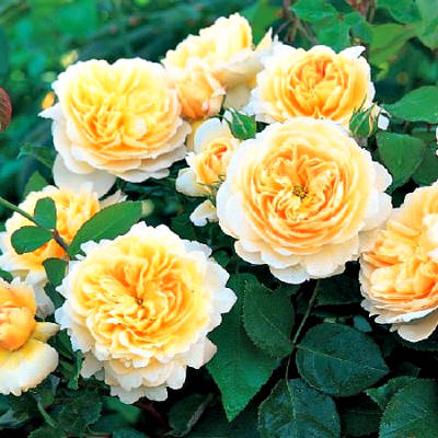 Саженцы Роза английская Крокус Роуз в Крыму