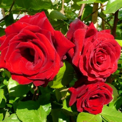 Саженцы Роза парковая Грандесса в Крыму