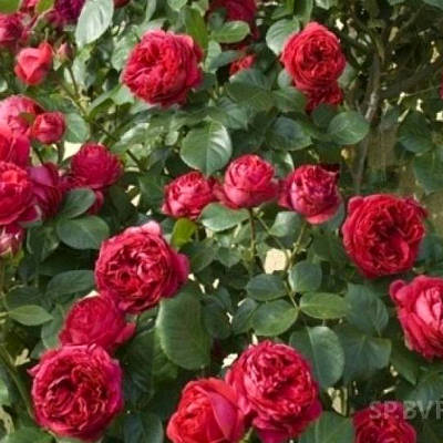 Саженцы Роза плетистая Эрик Таберли > почтой из Крыма | Саженцы от ☘ Аристо  сад