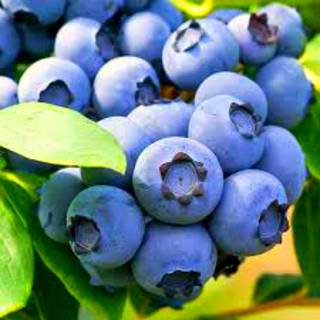 ➤ Купить саженцы Голубики в питомнике №➀ «Аристо Сад» - цена от 450 руб.