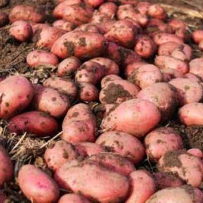 Картофель ��озара купить в Крыму из питомника Аристо сад