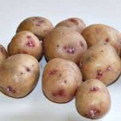 Картофель семена синеглазка семена хризантем сорта