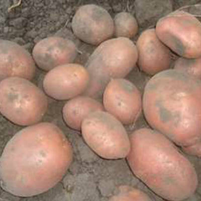 Картофель Беллароза купить в Крыму из питомника Аристо сад