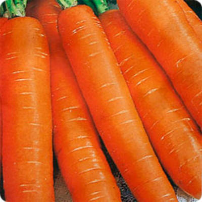 Морковь Витаминка в Крыму