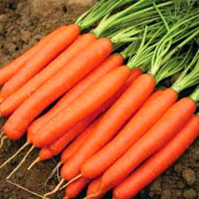 Морковь Красный Великан в Крыму