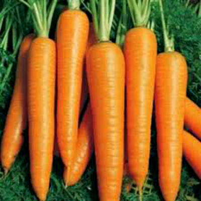 Морковь Флакке в Крыму