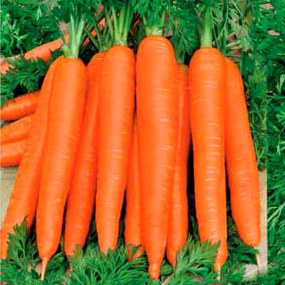 Морковь Осенний король в Крыму