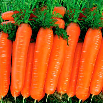 Морковь Нантская в Крыму
