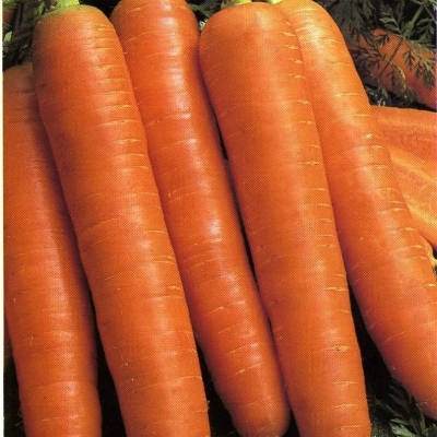 Морковь Деликатесная в Крыму