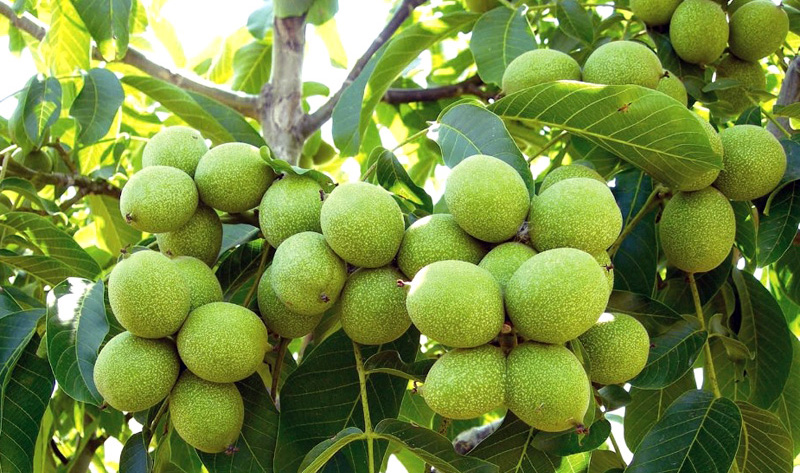 Плоды саженцев грецкого ореха в Крыму