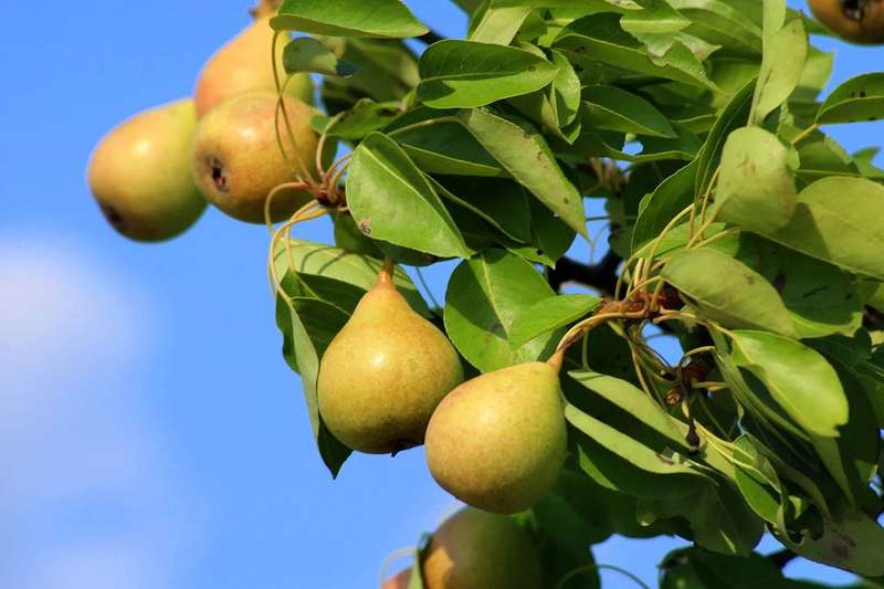 Плоды груши из саженца питомника «Ариста Сад» в Крыму