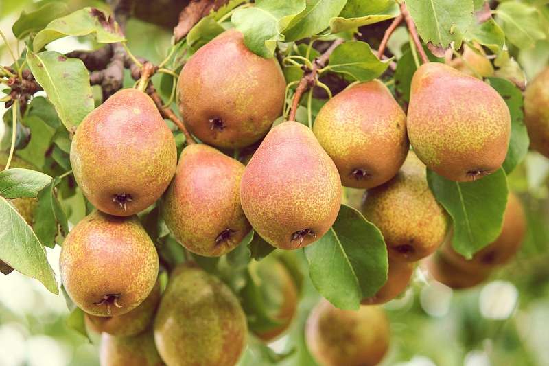 Урожай груш в Крыму