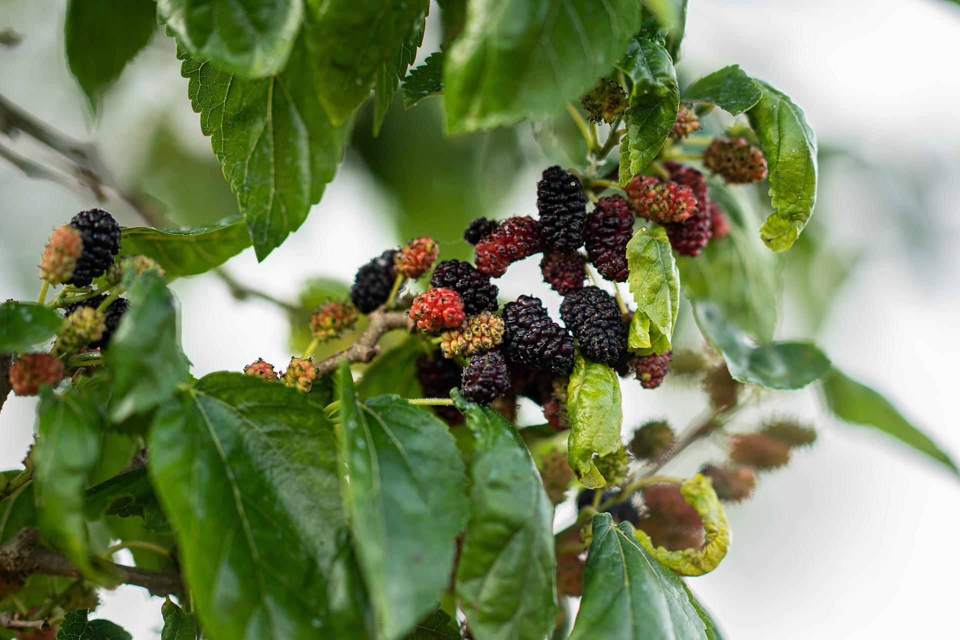 Плоды шелковицы – саженцы от питомника «Аристо Сад»