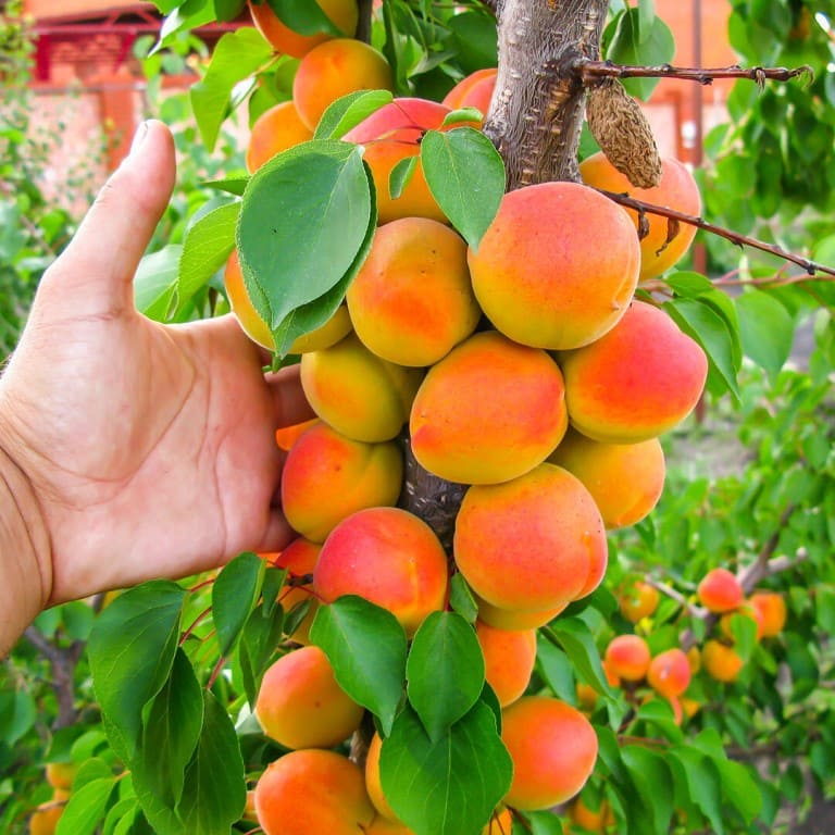Саженцы колоновидного персика из питомника "Аристо сад"