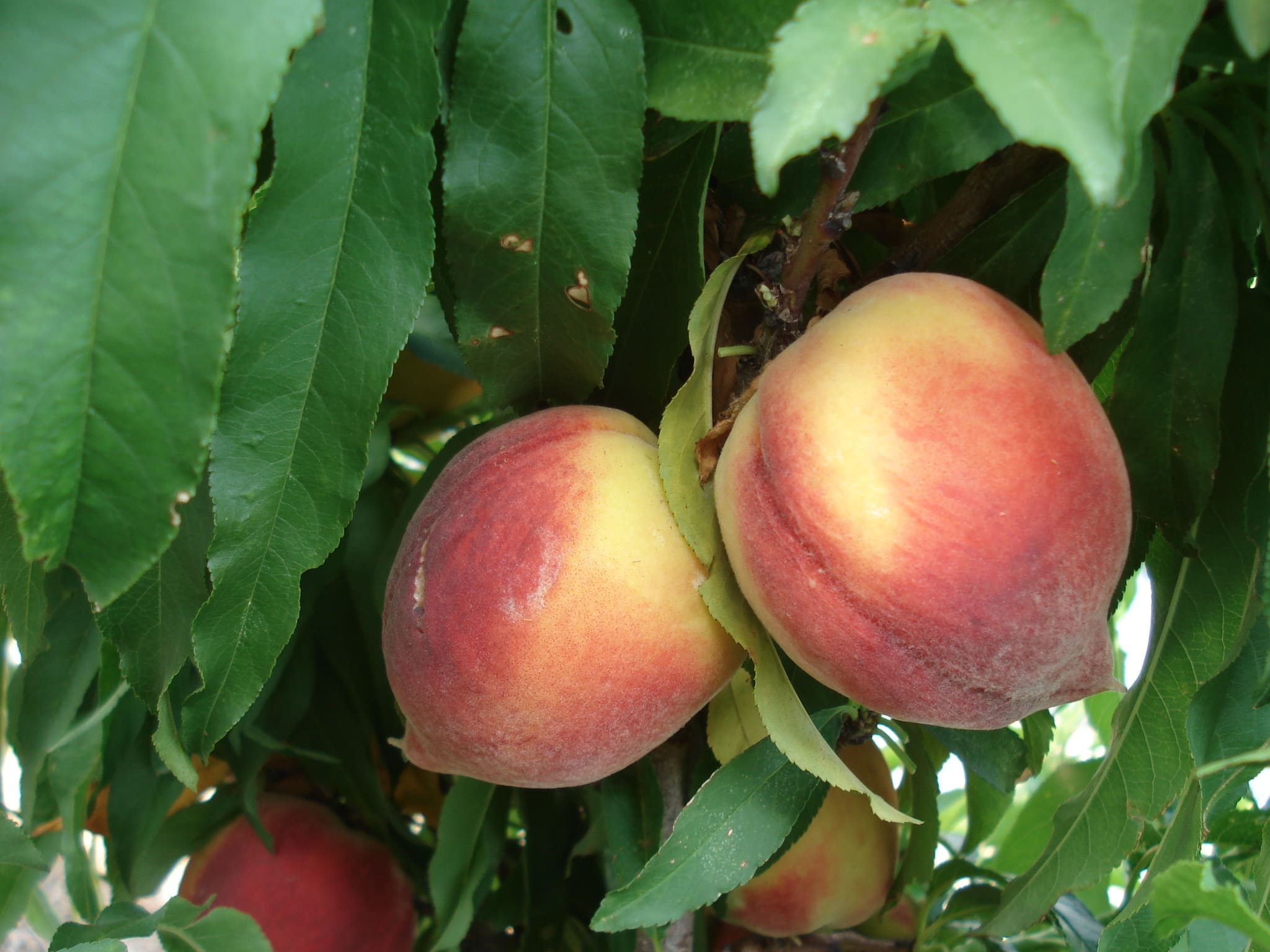 плоды колоновидного персика