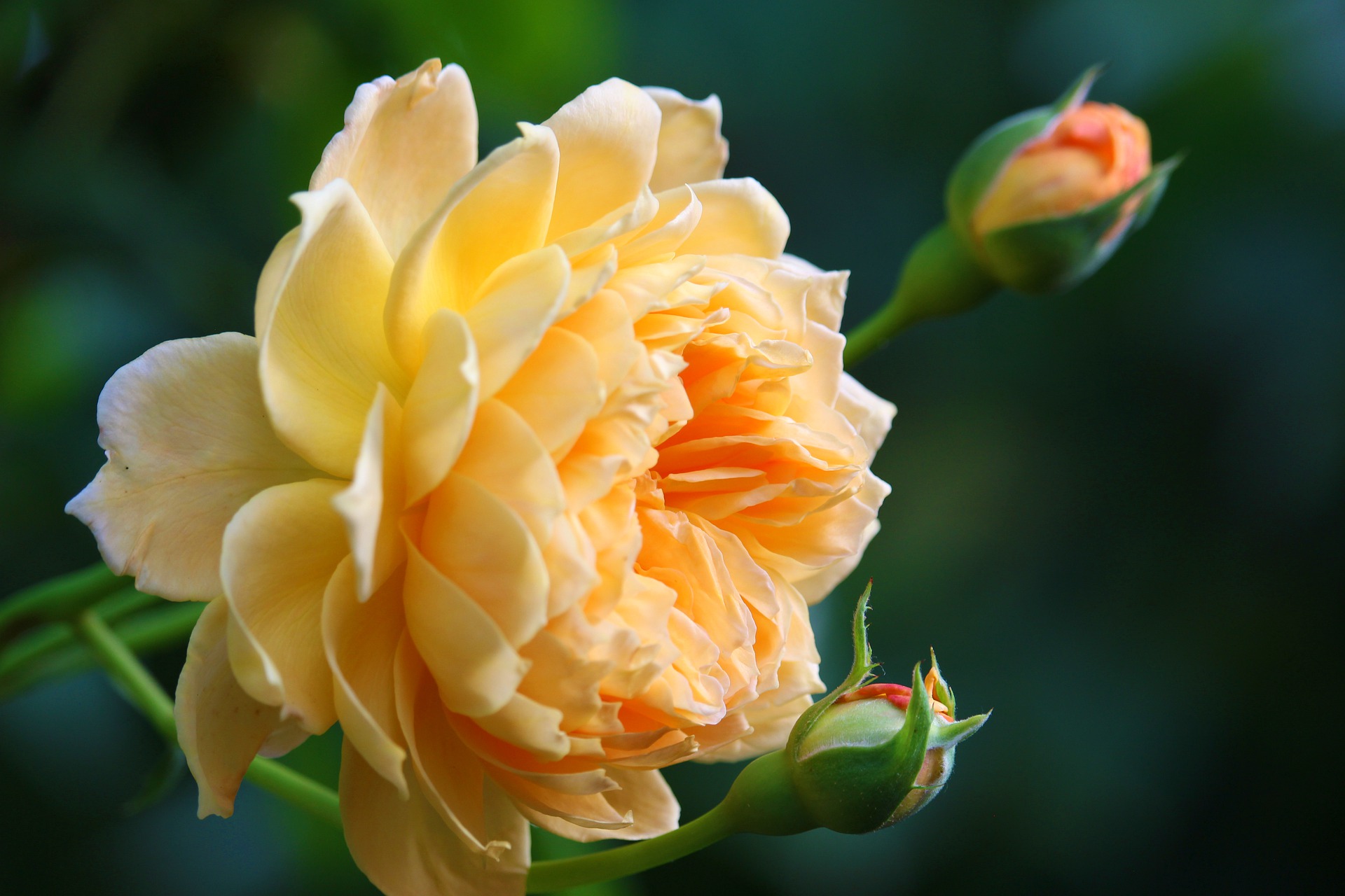 Купить саженцы английских роз в Крыму в питомнике Аристо сад