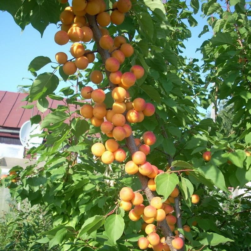 Колоновидные абрикосы в Крыму, питомник Аристо сад