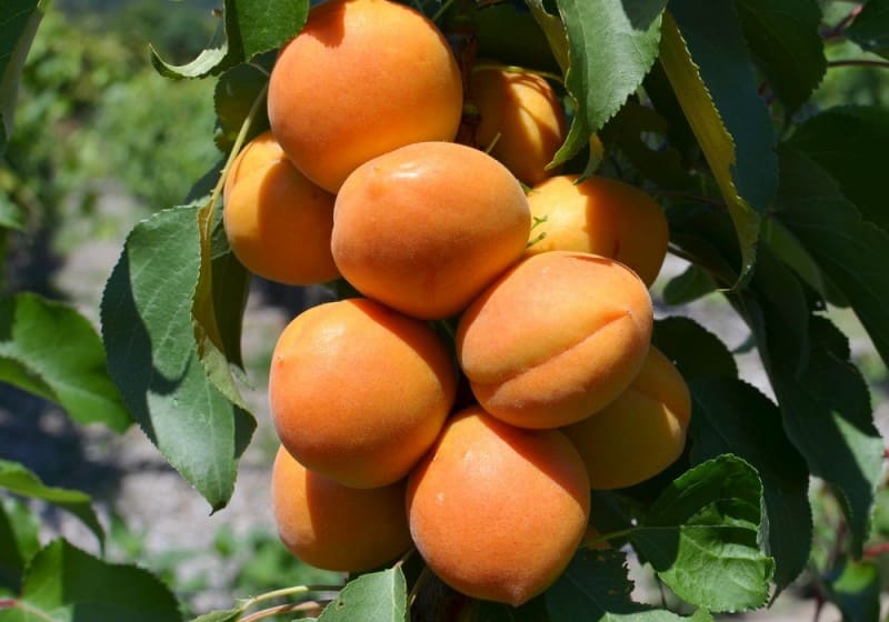 Саженцы колоновидного абрикоса почтой из Крыма