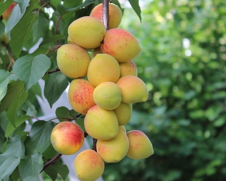 Саженцы колоновидного абрикоса в питомнике "Аристо сад", Крым
