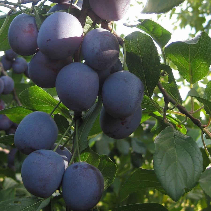 Темно-синие плоды саженцев колоновидной сливы