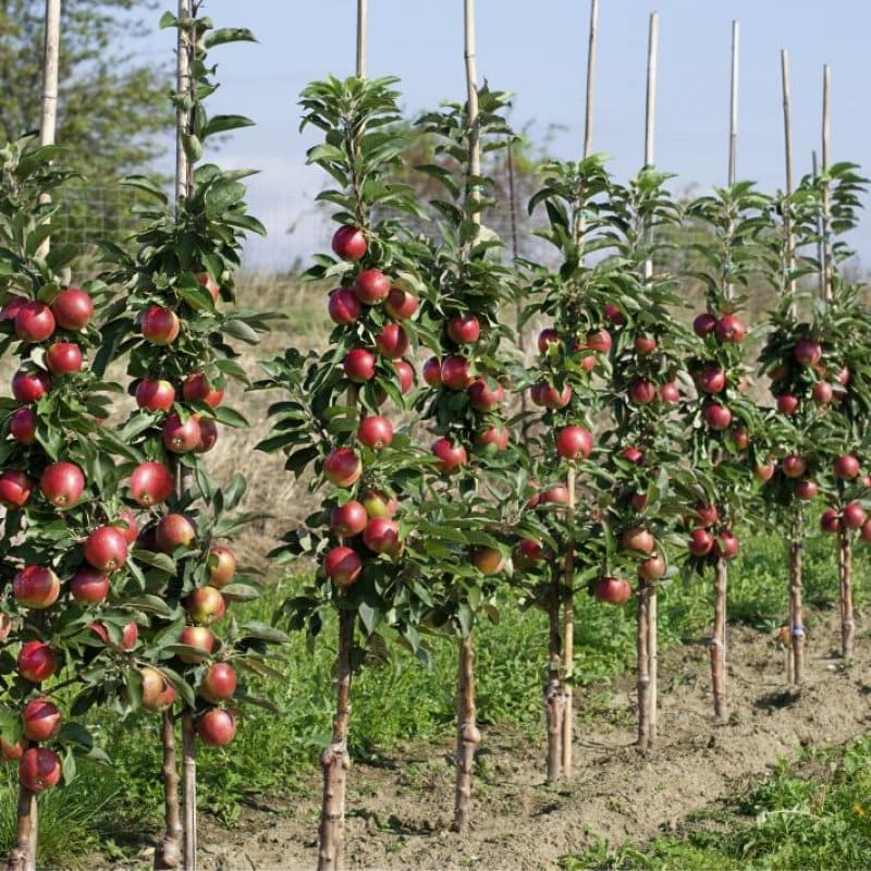 саженцы колоновидных яблонь в Крыму, питомник Аристо сад