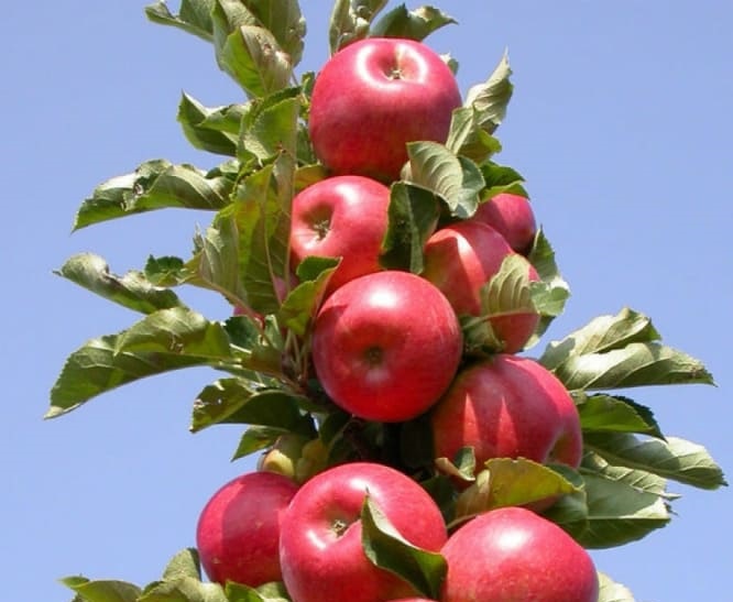 сорт Останкино саженцев колоновидных яблонь в Крыму