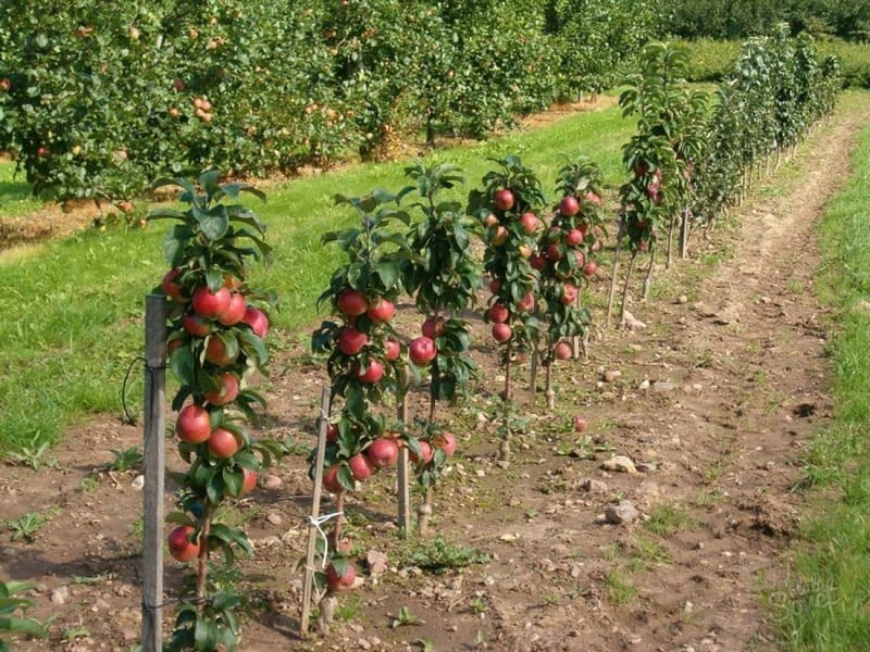Уход за саженцами колоновидных яблонь