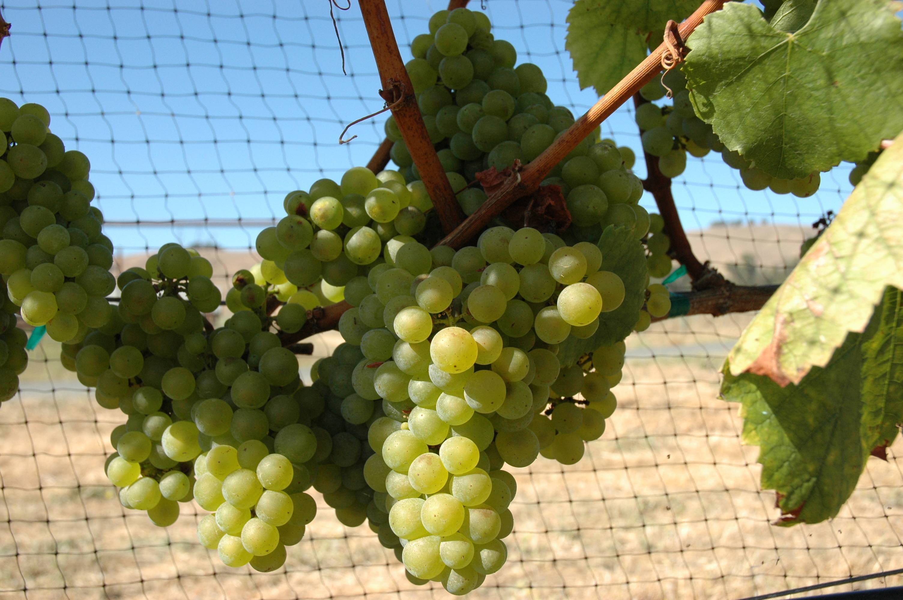 Плоды саженцев технических сортов винограда - Шардоне  