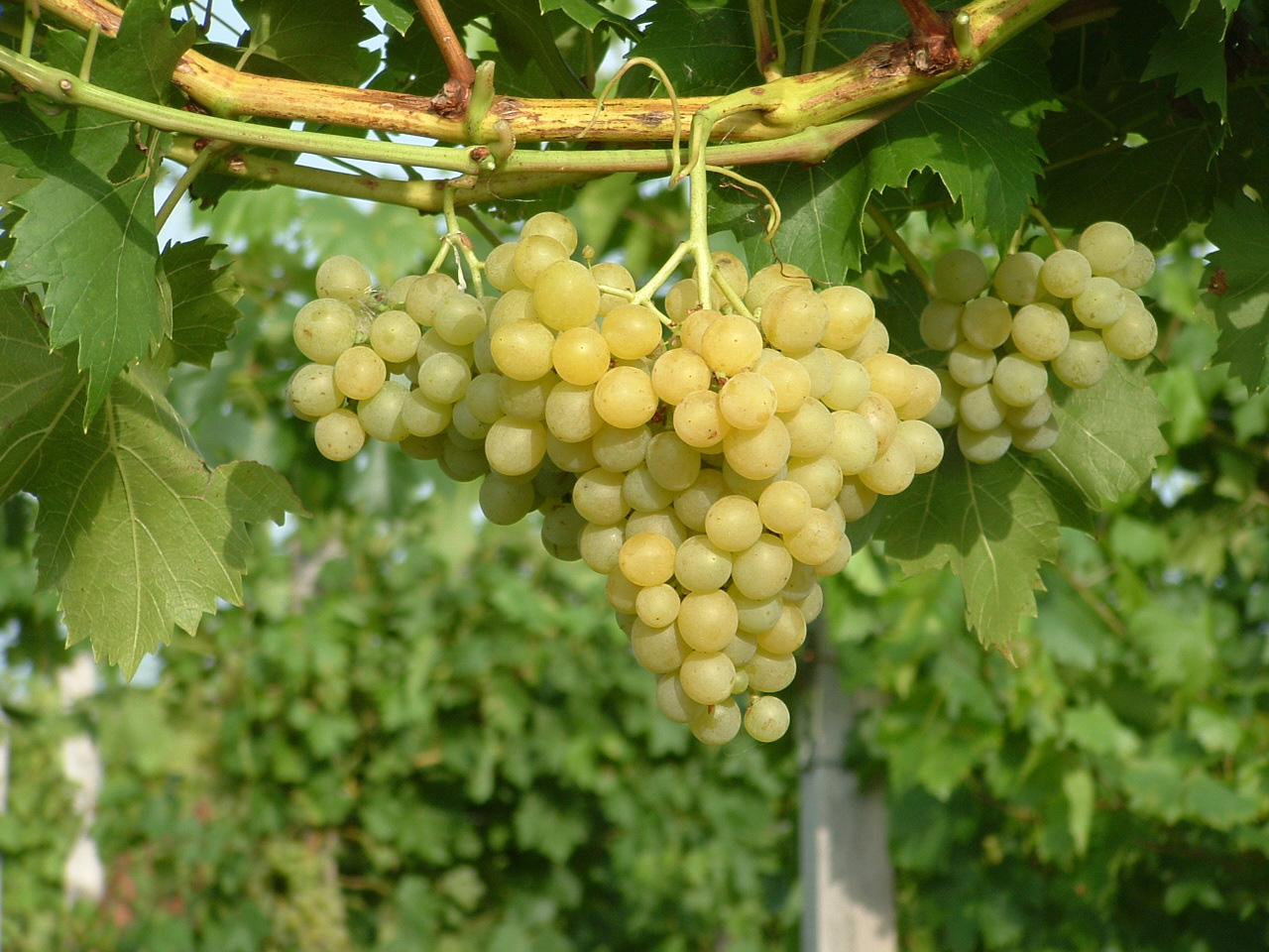 Плоды саженцев технических сортов винограда - Цитронный магарача
