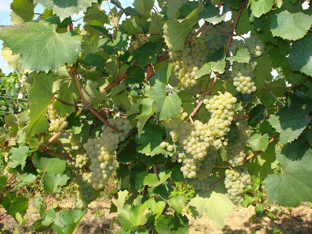 Плоды саженцев технических сортов винограда - Алиголе